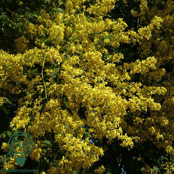Koelreuteria paniculata, Kinesertræ