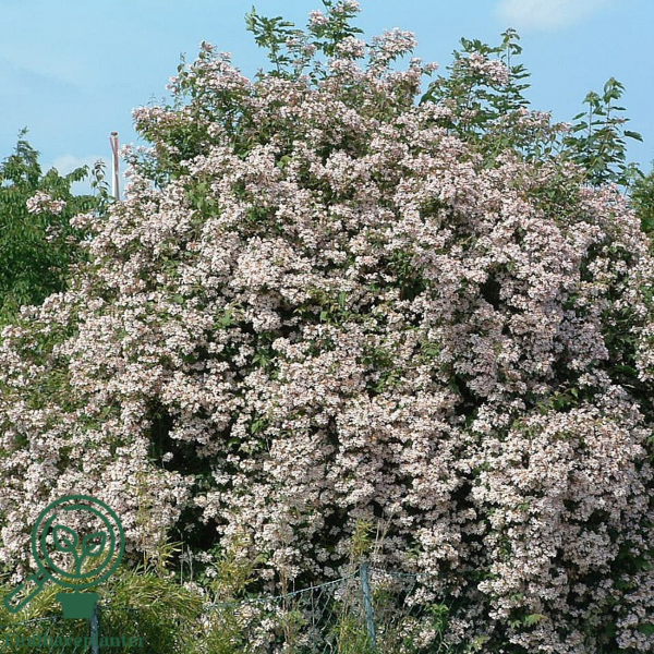 Kolkwitzia amabilis, Dronningebusk