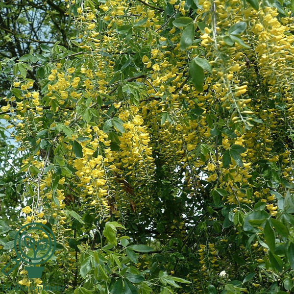 Laburnum wat. 'Vossii', Guldregn