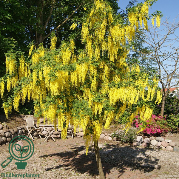 Laburnum wat. 'Vossii', Guldregn