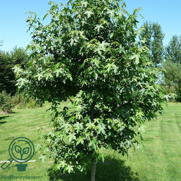 Liquidambar styraciflua, Ambratræ