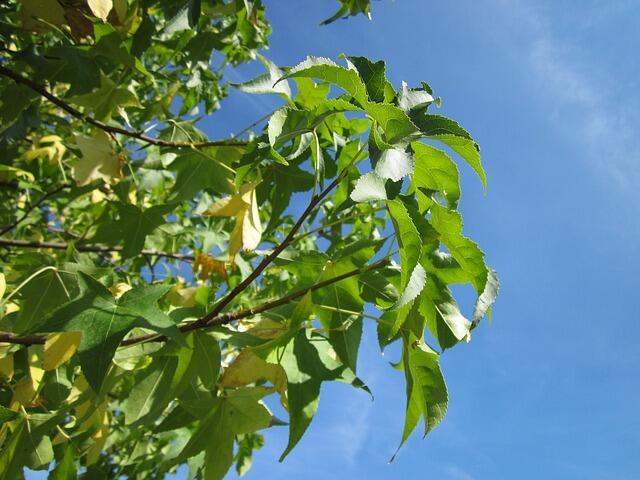 Liquidambar styraciflua, Ambratræ