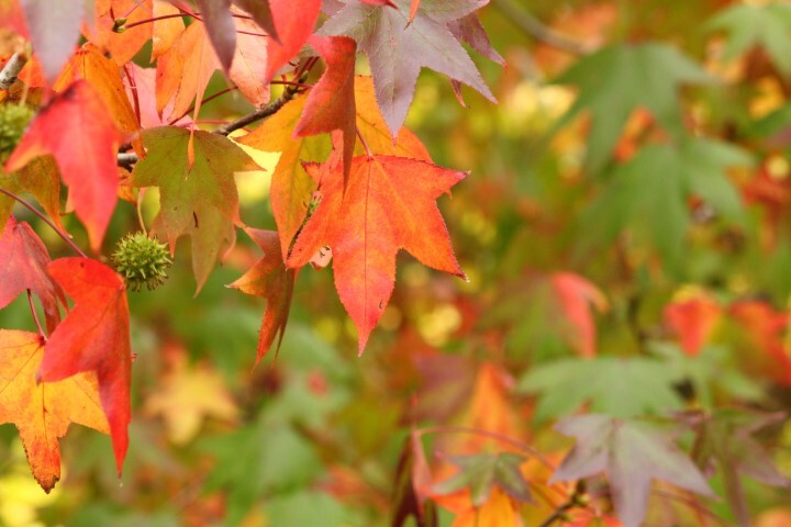 Liquidambar styraciflua 'Worplesdon', Ambratræ