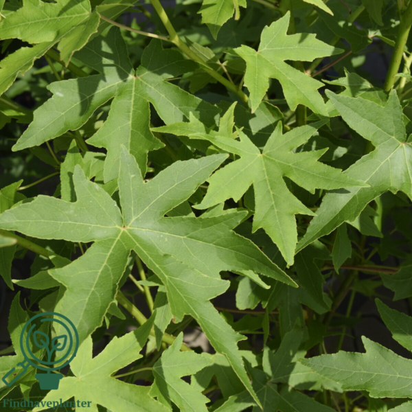 Liquidambar styraciflua 'Worplesdon', Ambratræ