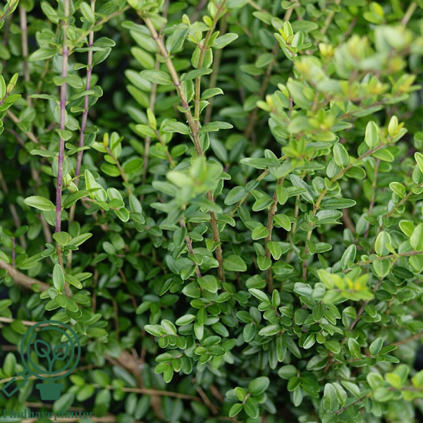 Lonicera nitida 'Elegant', Myrte-gedeblad