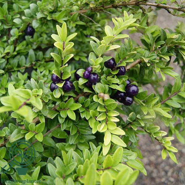 Lonicera nitida 'Elegant', Myrte-gedeblad