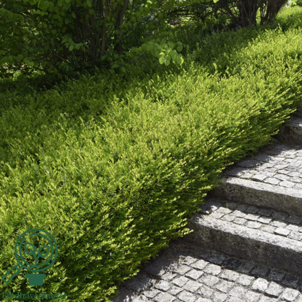 Lonicera nitida 'Maigrun', Myrte-gedeblad