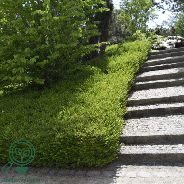 Lonicera nitida 'Maigrun', Myrte-gedeblad