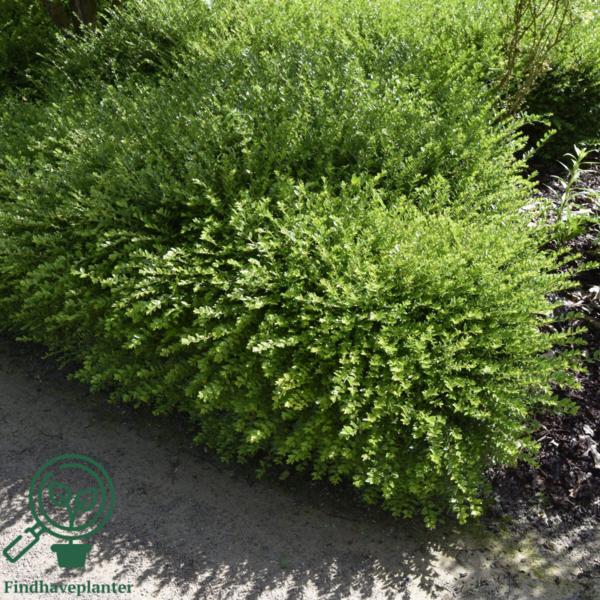 Lonicera nitida 'Maigrun', Myrte-gedeblad