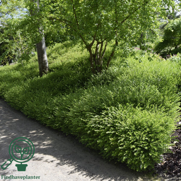 Lonicera nitida 'Maigrun', Myrte-gedeblad
