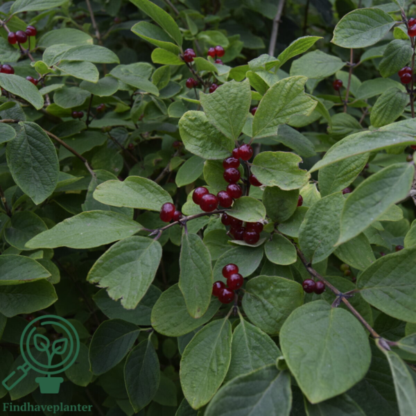 Lonicera xylosteum, Dunet gedeblad