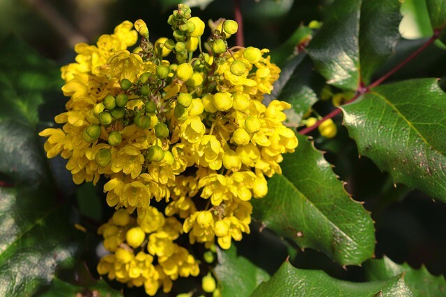 Mahonia aquifolium, Mahonie