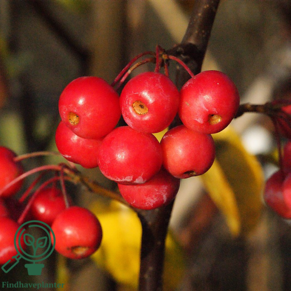 Malus hybr. 'Red Sentinel', Paradisæble