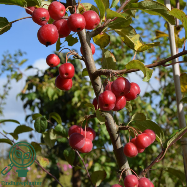 Malus hybr. 'Red Sentinel', Paradisæble