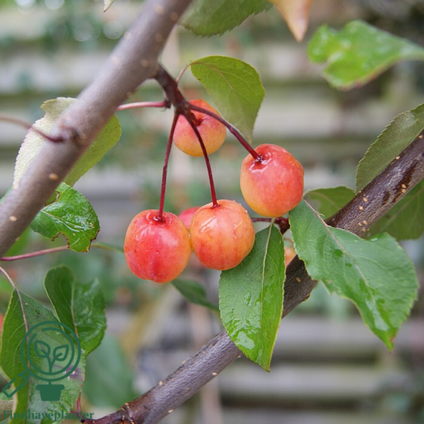 Malus hybr. 'Rudolph', Paradisæble
