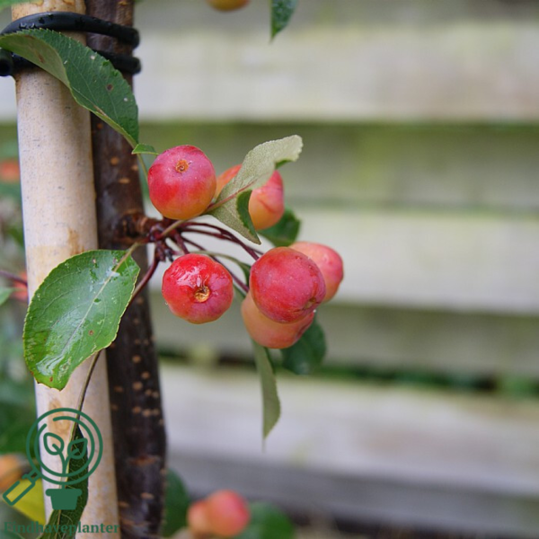 Malus hybr. 'Rudolph', Paradisæble