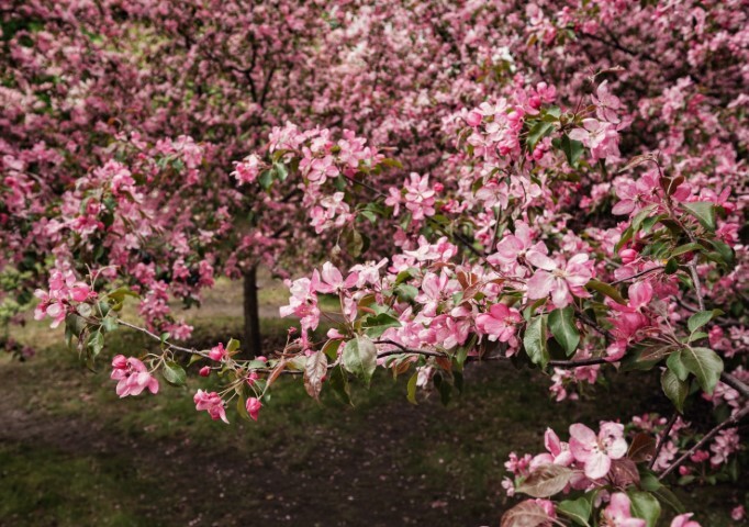 Malus hybr. 'Rudolph', Paradisæble