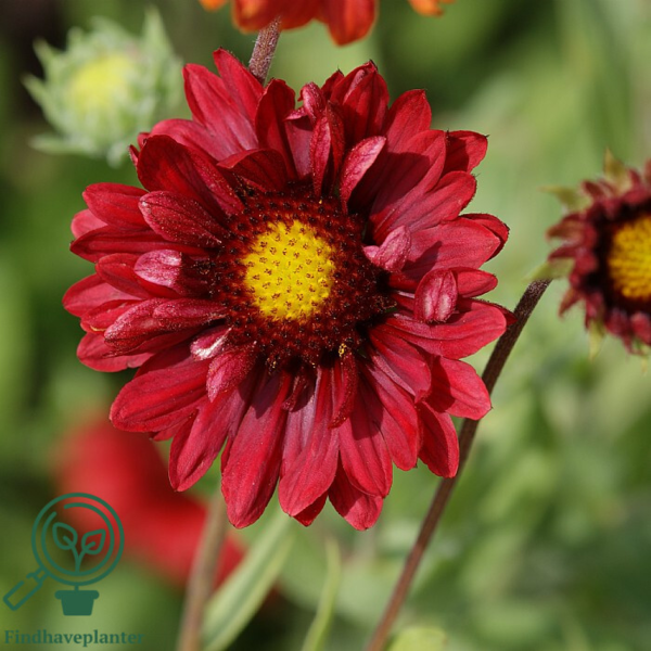 Gaillardia aristata 'Burgunder' Kokarde