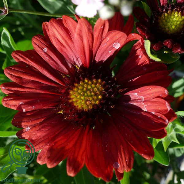 Gaillardia aristata 'Burgunder' Kokarde