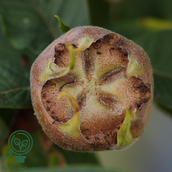 Mespilus germanica, Mispel