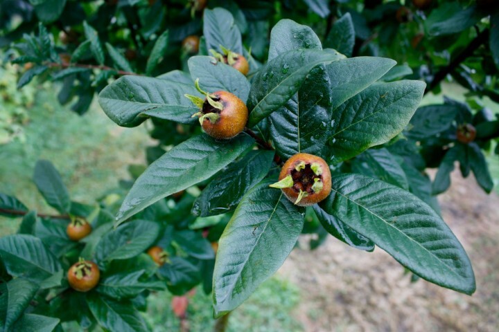 Mespilus germanica, Mispel