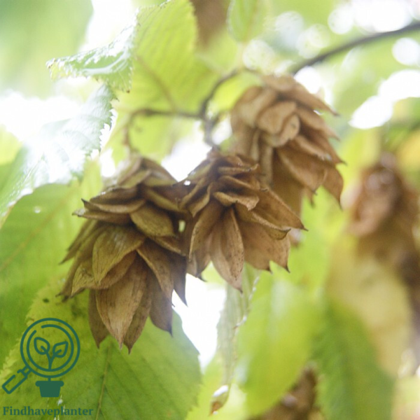 Ostrya carpinifolia, Humlebøg