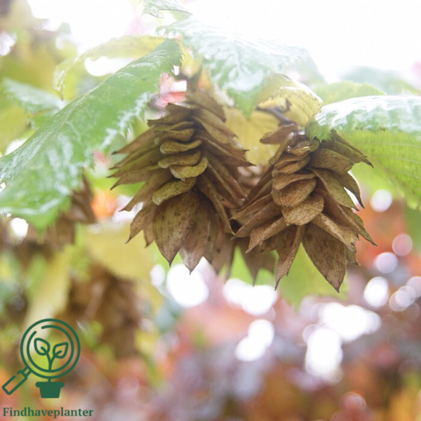 Ostrya carpinifolia, Humlebøg