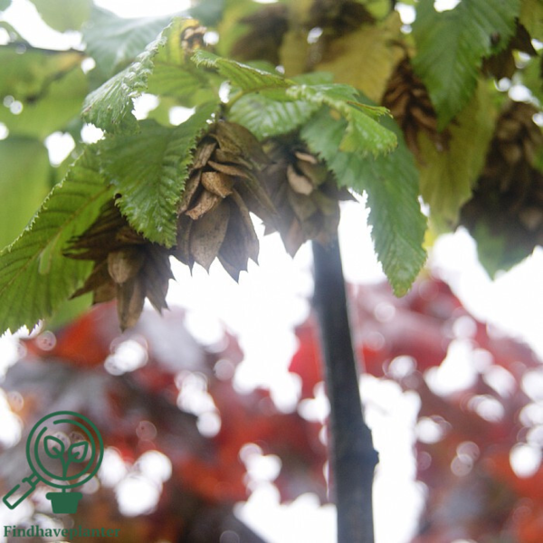 Ostrya carpinifolia, Humlebøg