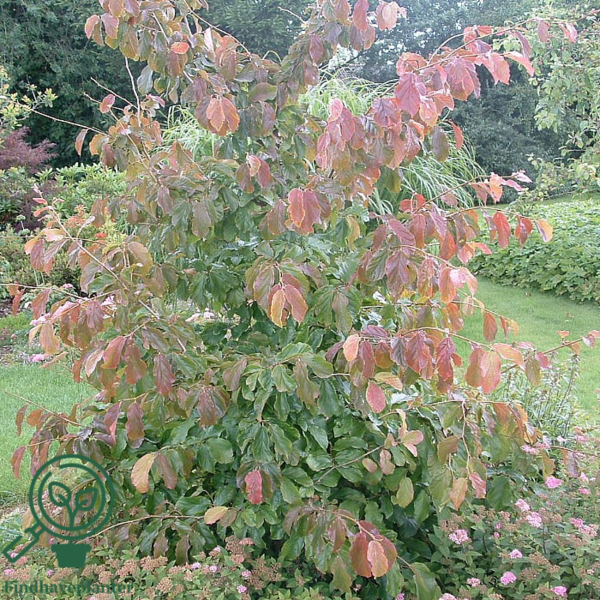 Parrotia persica