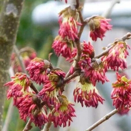 Parrotia persica