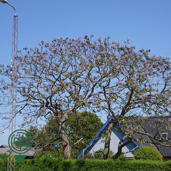 Pawlonia tomentosa, Kejsertræ