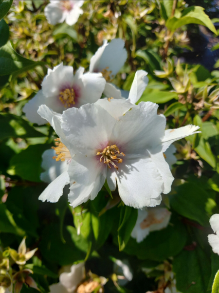 Philadelphus lemoinei 'Belle Etoile'