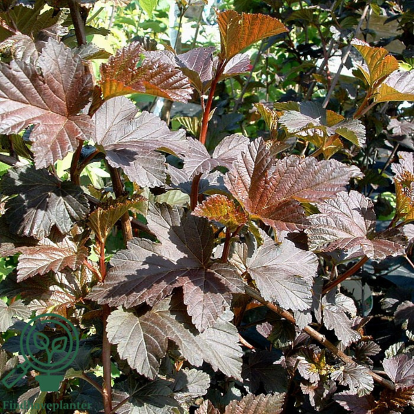 Physocarpus op. 'Diabolo'