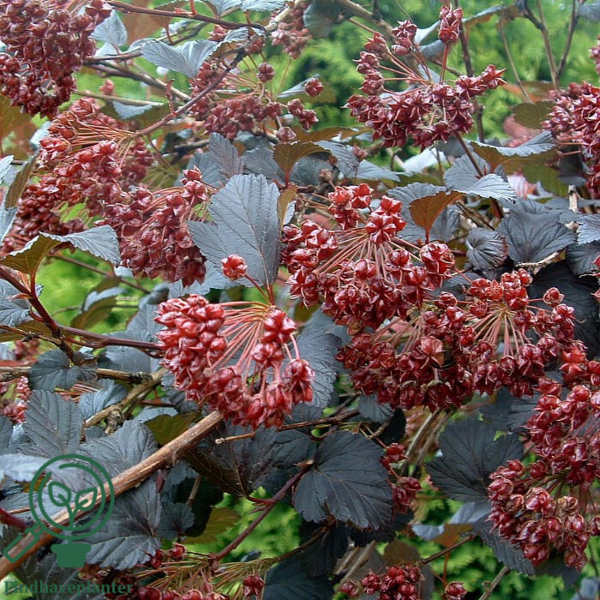 Physocarpus op. 'Diabolo'