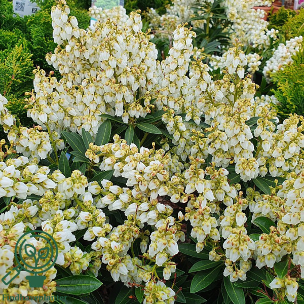 Pieris jap. 'Debutante'