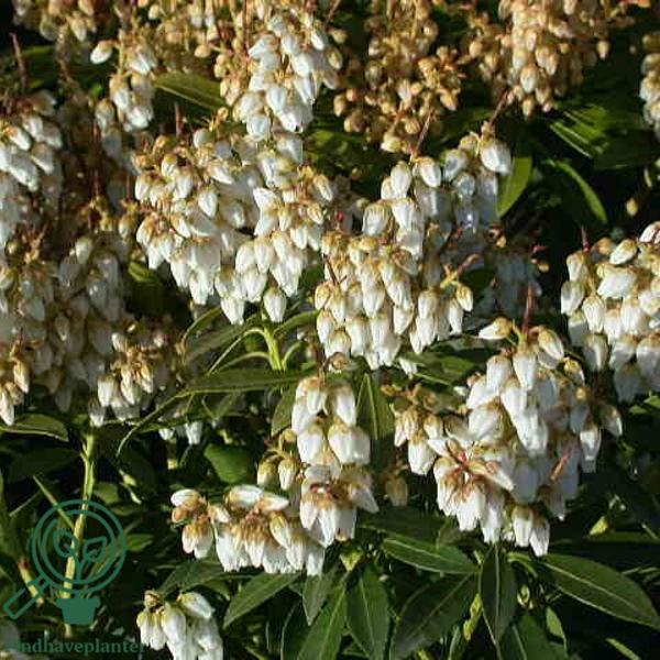 Pieris jap. 'Debutante'