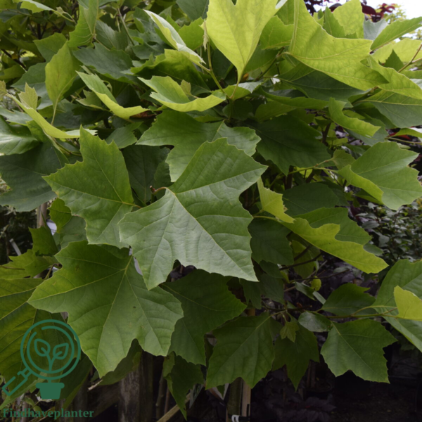 Platanus acerifolia 'Alphens Globe', Kugle-Platan