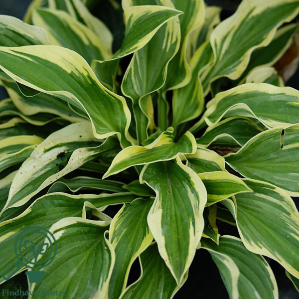 Hosta fortunei 'Aureomarginata', Funkia