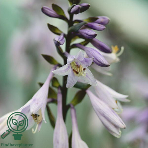 Hosta fortunei 'Aureomarginata', Funkia