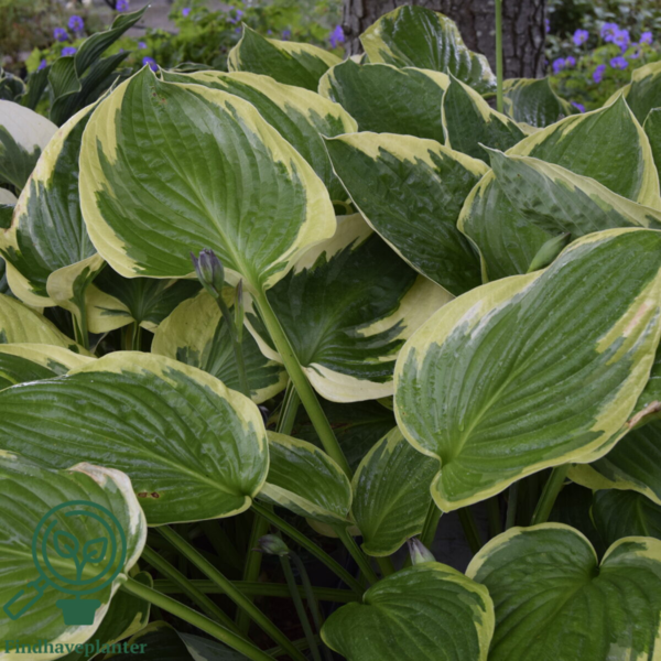 Hosta fortunei 'Aureomarginata', Funkia