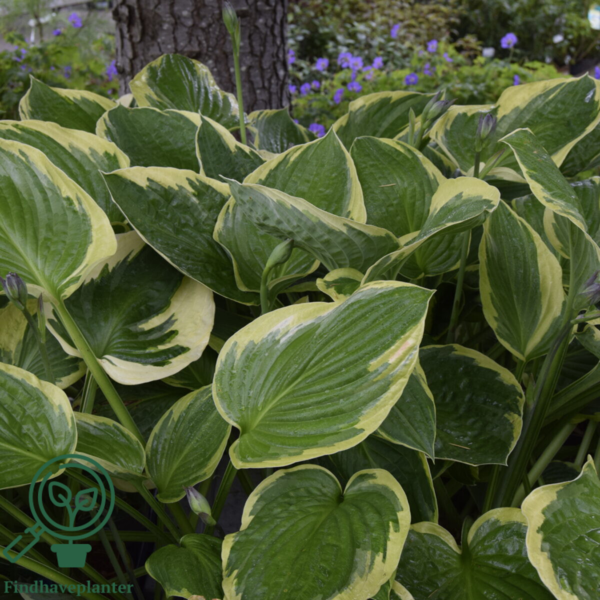 Hosta fortunei 'Aureomarginata', Funkia