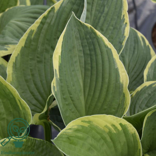 Hosta fortunei 'Aureomarginata', Funkia