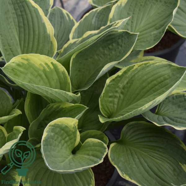 Hosta fortunei 'Aureomarginata', Funkia