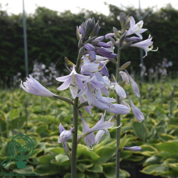 Hosta fortunei 'Aureomarginata', Funkia