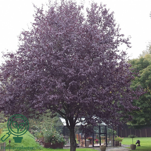 Prunus cerasifera 'Nigra', Blodblomme