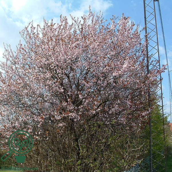 Prunus cerasifera 'Nigra', Blodblomme
