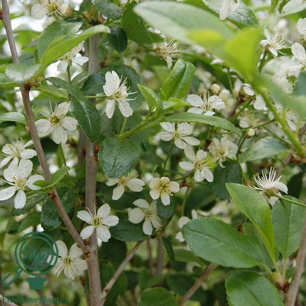 Prunus fruticosa 'Globosa', Kuglekirsebær