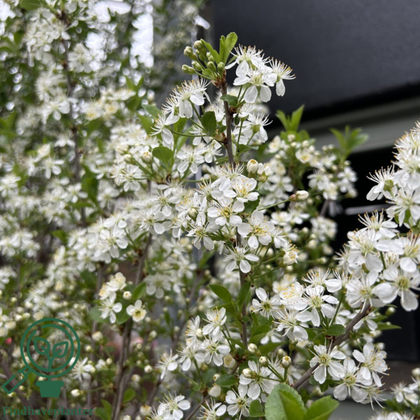 Prunus fruticosa 'Globosa', Kuglekirsebær