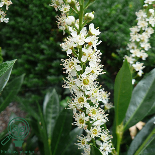 Prunus laur. 'Otto Luyken', Kirsebærlaurbær