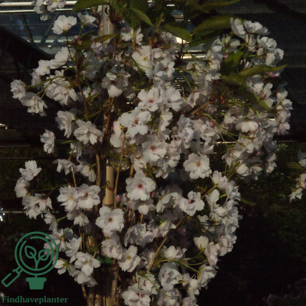 Prunus serrulata 'Amanogawa', Japansk søjlekirsebær